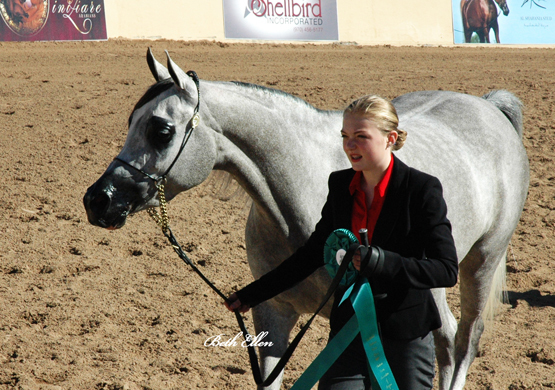Scottsdale Arabian Horse Show News for Friday, February 12, 2016