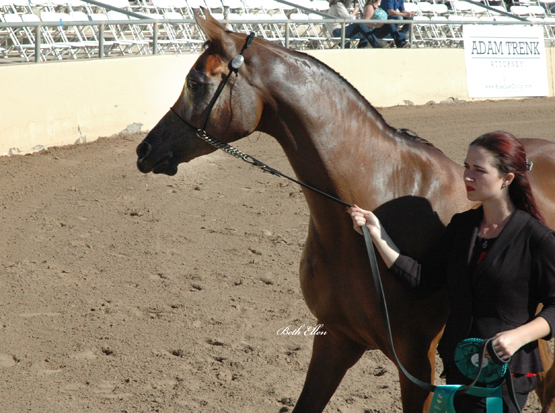 Scottsdale Arabian Horse Show News for Friday, February 12, 2016