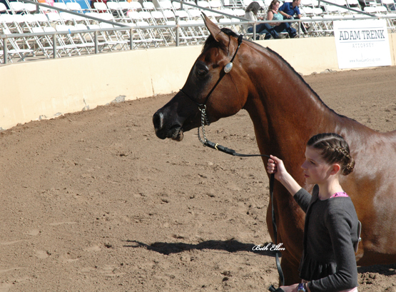 Scottsdale Arabian Horse Show News for Friday, February 12, 2016