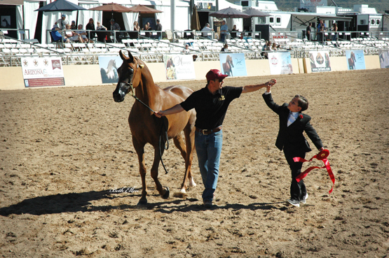 Scottsdale Arabian Horse Show News for Friday, February 12, 2016