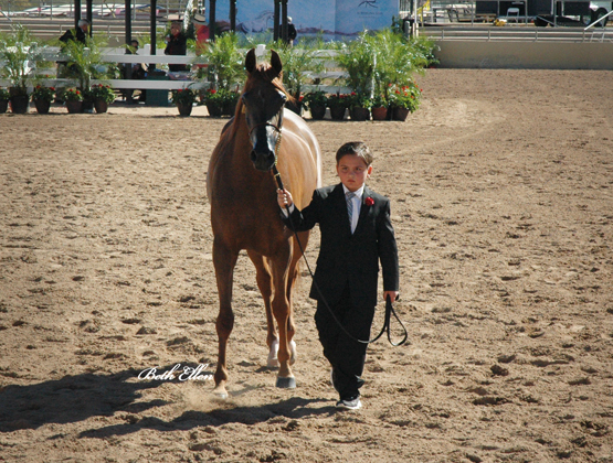 Scottsdale Arabian Horse Show News for Friday, February 12, 2016