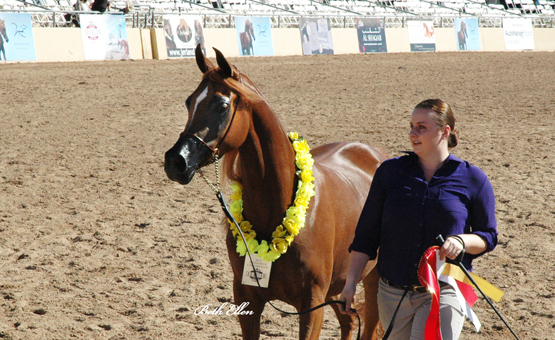 Scottsdale Arabian Horse Show News for Friday, February 12, 2016
