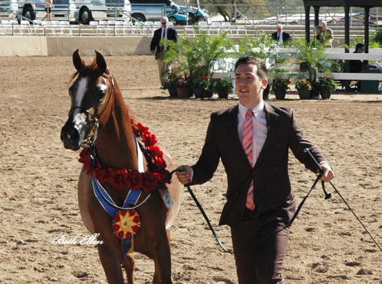 Scottsdale Arabian Horse Show News for Friday, February 12, 2016