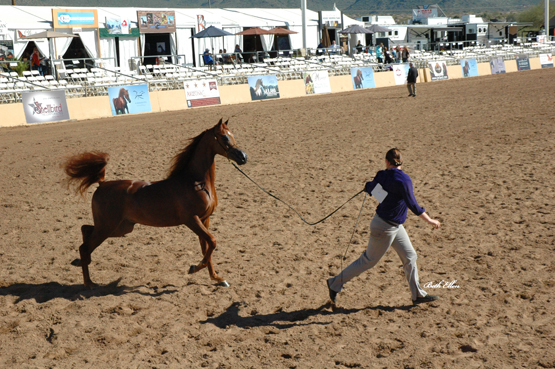 Scottsdale Arabian Horse Show News for Friday, February 12, 2016