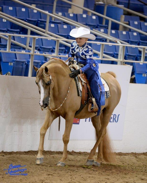 Scottsdale Arabian Horse Show News for Friday, February 12, 2016