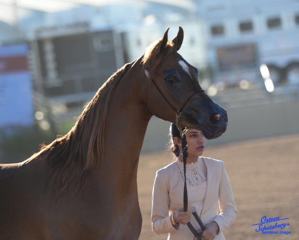 Scottsdale Arabian Horse Show News for Friday, February 12, 2016