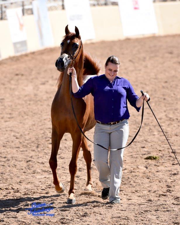 Scottsdale Arabian Horse Show News for Friday, February 12, 2016