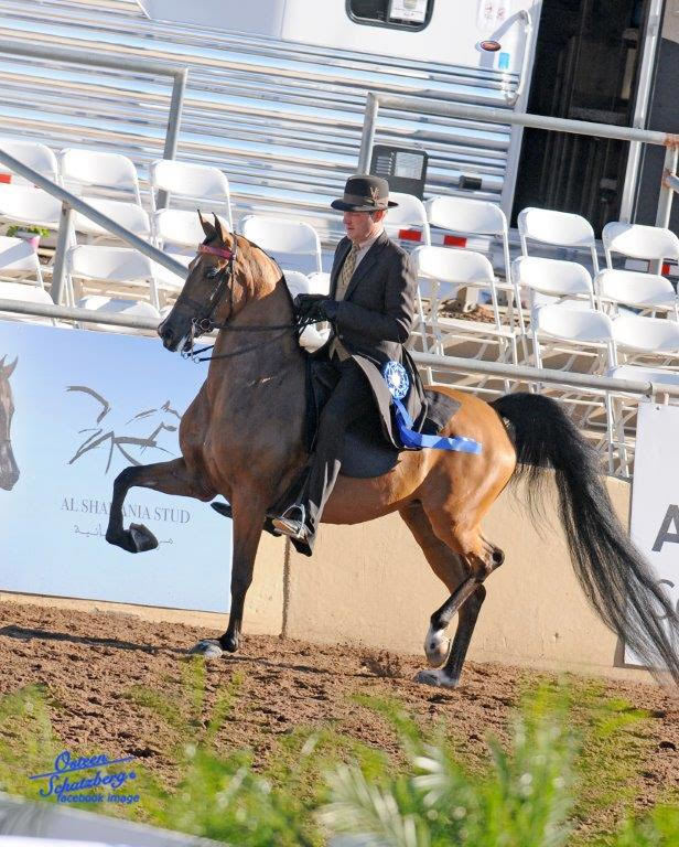 Scottsdale Arabian Horse Show News for Saturday, February 13, 2016