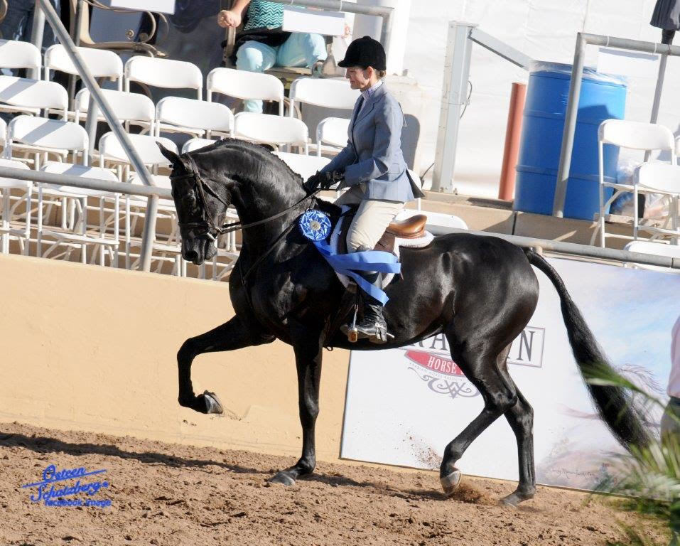 Scottsdale Arabian Horse Show News for Saturday, February 13, 2016