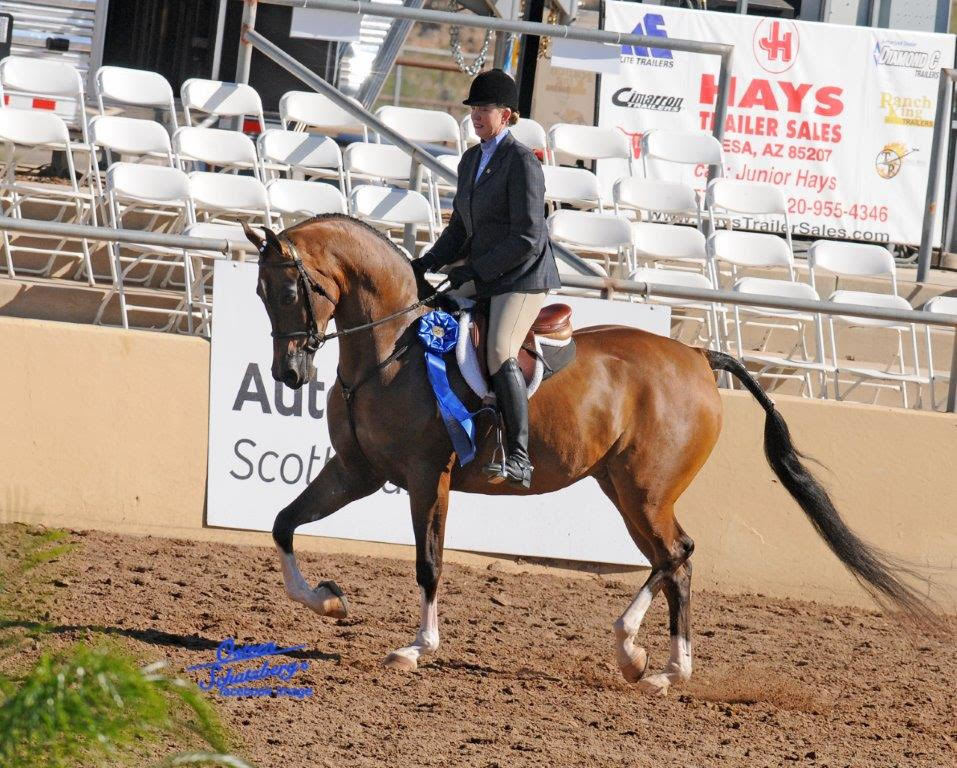 Scottsdale Arabian Horse Show News for Saturday, February 13, 2016