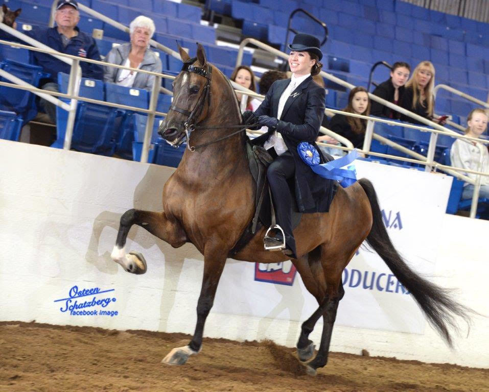 Scottsdale Arabian Horse Show News for Saturday, February 13, 2016