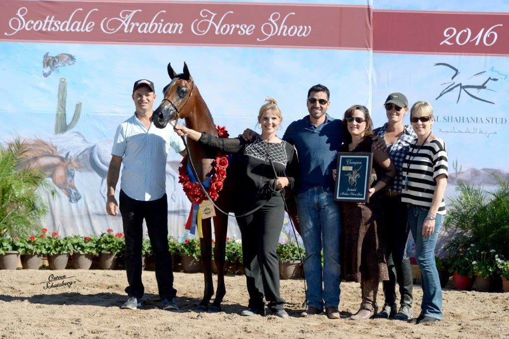 Scottsdale Arabian Horse Show News for Saturday, February 13, 2016