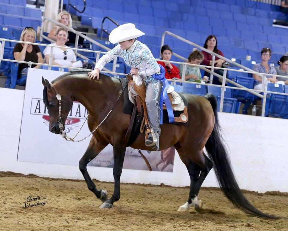 Scottsdale Arabian Horse Show News for Saturday, February 13, 2016