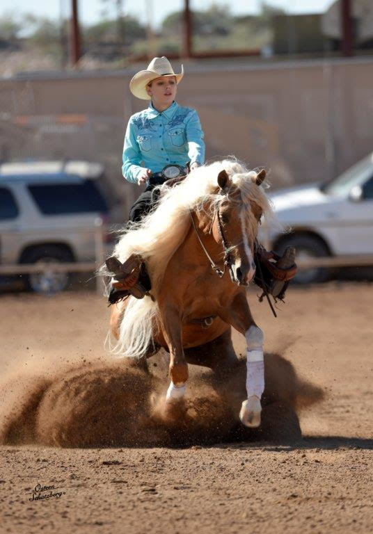 Scottsdale Arabian Horse Show News for Saturday, February 13, 2016