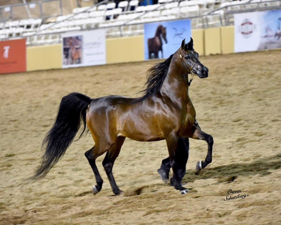Scottsdale Arabian Horse Show News for Saturday, February 13, 2016