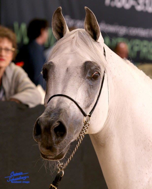 Scottsdale Arabian Horse Show News for Saturday, February 13, 2016