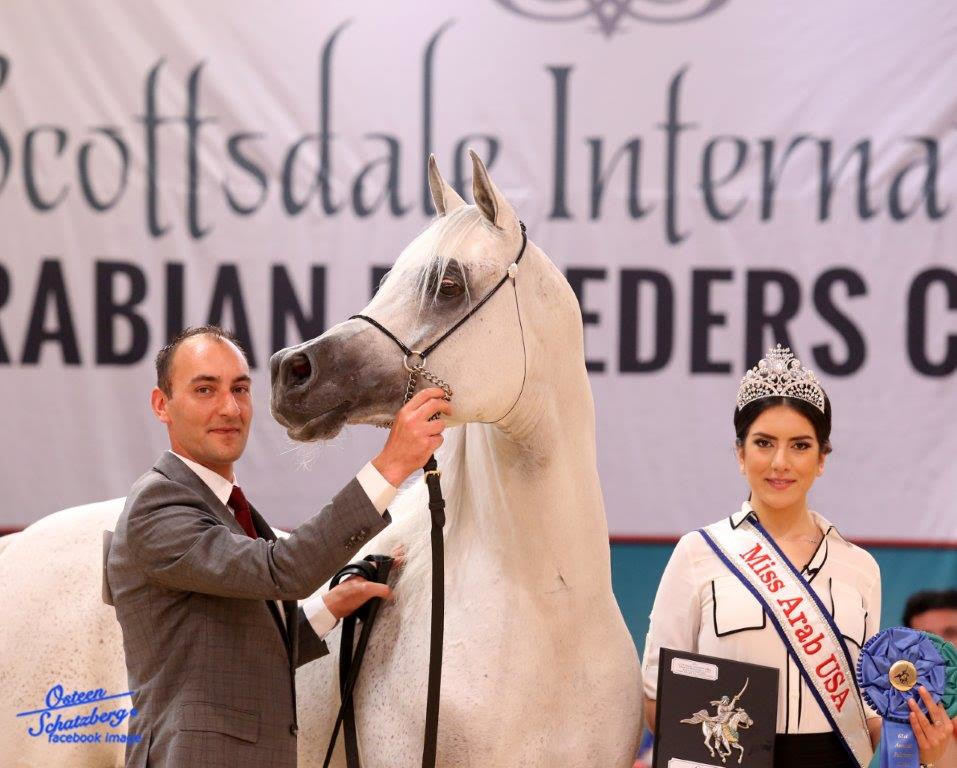 Scottsdale Arabian Horse Show News for Saturday, February 13, 2016