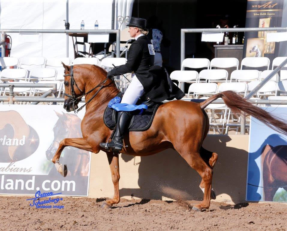 Scottsdale Arabian Horse Show News for Saturday, February 13, 2016