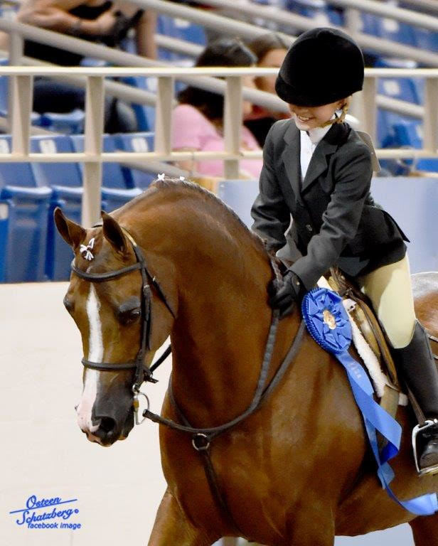 Scottsdale Arabian Horse Show News for Saturday, February 13, 2016