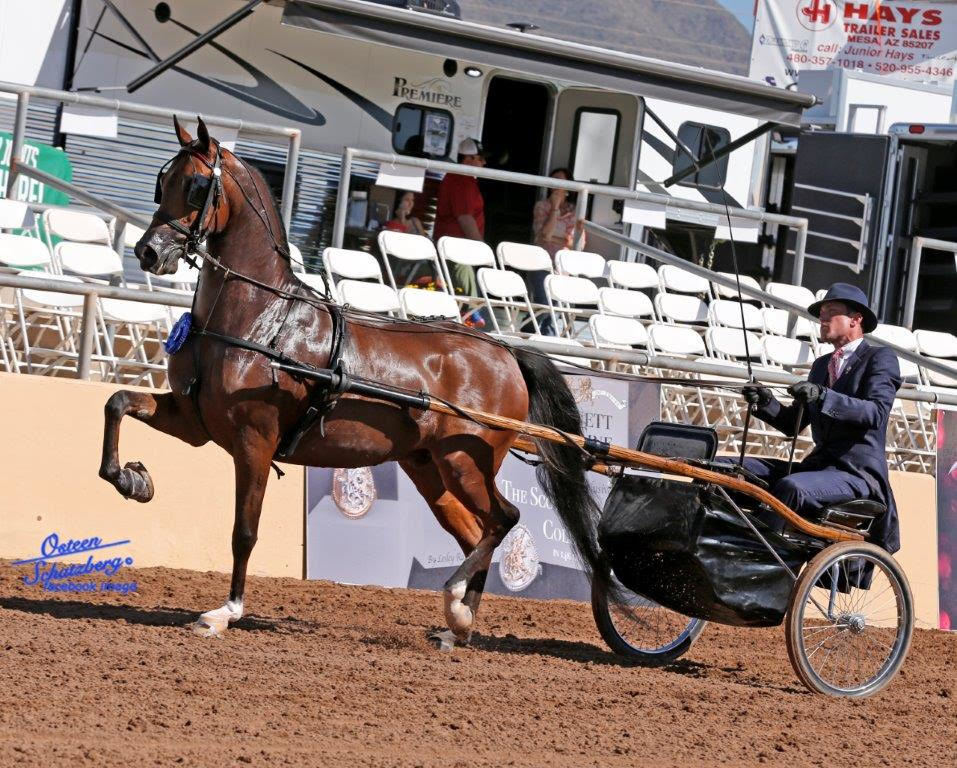 Scottsdale Arabian Horse Show News for Saturday, February 13, 2016