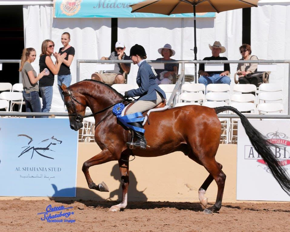Scottsdale Arabian Horse Show News for Saturday, February 13, 2016