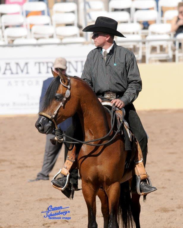 Scottsdale Arabian Horse Show News for Saturday, February 13, 2016