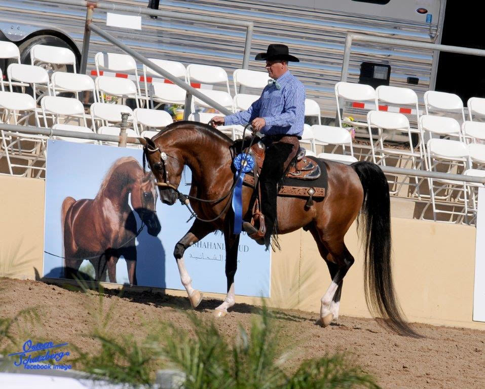 Scottsdale Arabian Horse Show News for Saturday, February 13, 2016