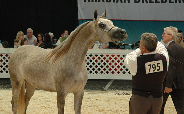Scottsdale Arabian Horse Show News for Saturday, February 13, 2016