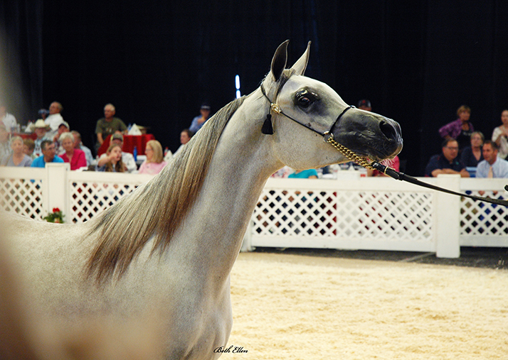 Scottsdale Arabian Horse Show News for Saturday, February 13, 2016
