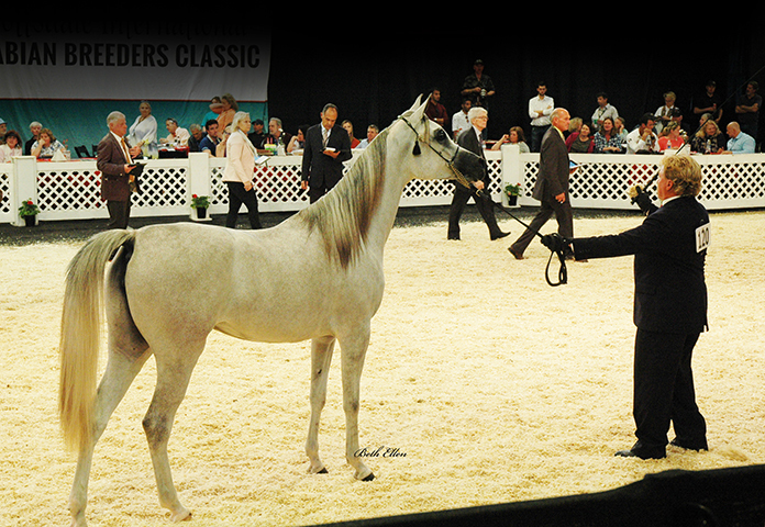 Scottsdale Arabian Horse Show News for Saturday, February 13, 2016