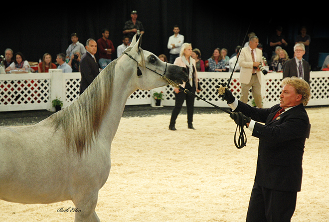 Scottsdale Arabian Horse Show News for Saturday, February 13, 2016
