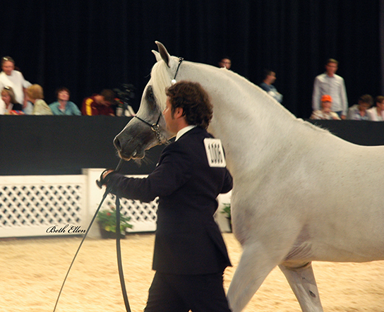 Scottsdale Arabian Horse Show News for Saturday, February 13, 2016