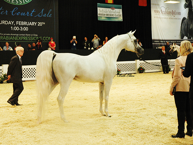 Scottsdale Arabian Horse Show News for Saturday, February 13, 2016