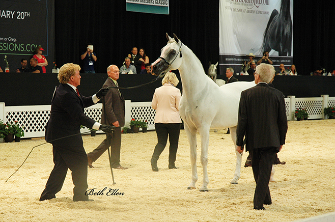 Scottsdale Arabian Horse Show News for Saturday, February 13, 2016