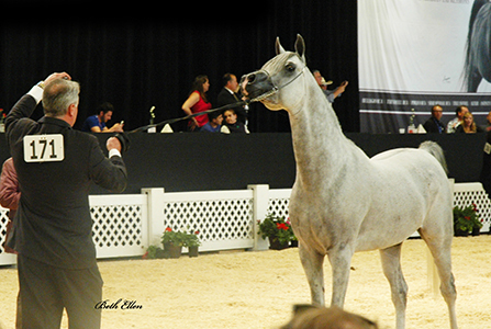 Scottsdale Arabian Horse Show News for Saturday, February 13, 2016