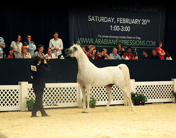 Scottsdale Arabian Horse Show News for Saturday, February 13, 2016