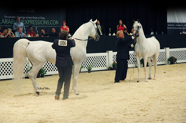 Scottsdale Arabian Horse Show News for Saturday, February 13, 2016