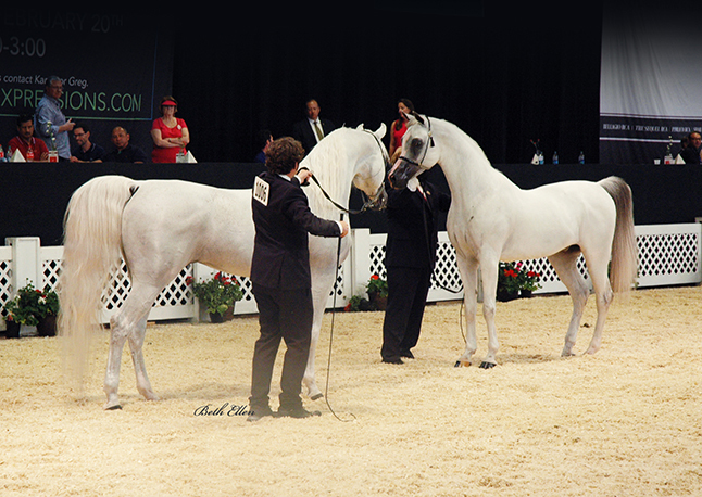 Scottsdale Arabian Horse Show News for Saturday, February 13, 2016