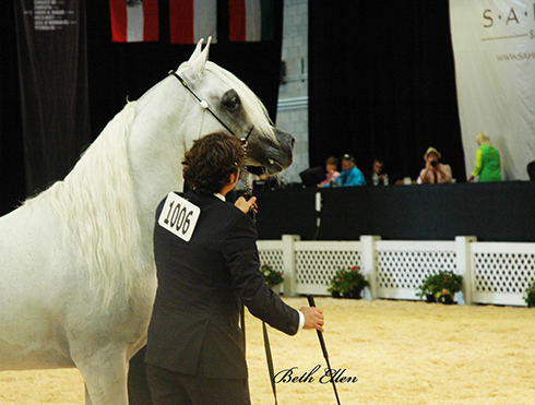 Scottsdale Arabian Horse Show News for Saturday, February 13, 2016