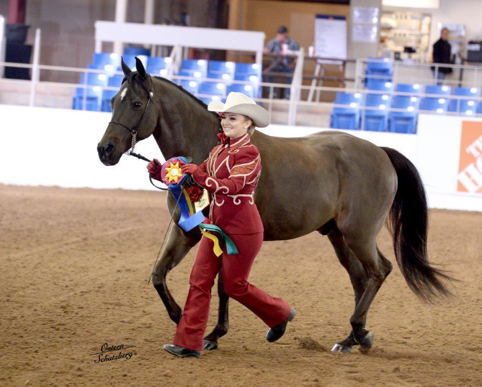 Scottsdale Arabian Horse Show News for Monday, February 15, 2016