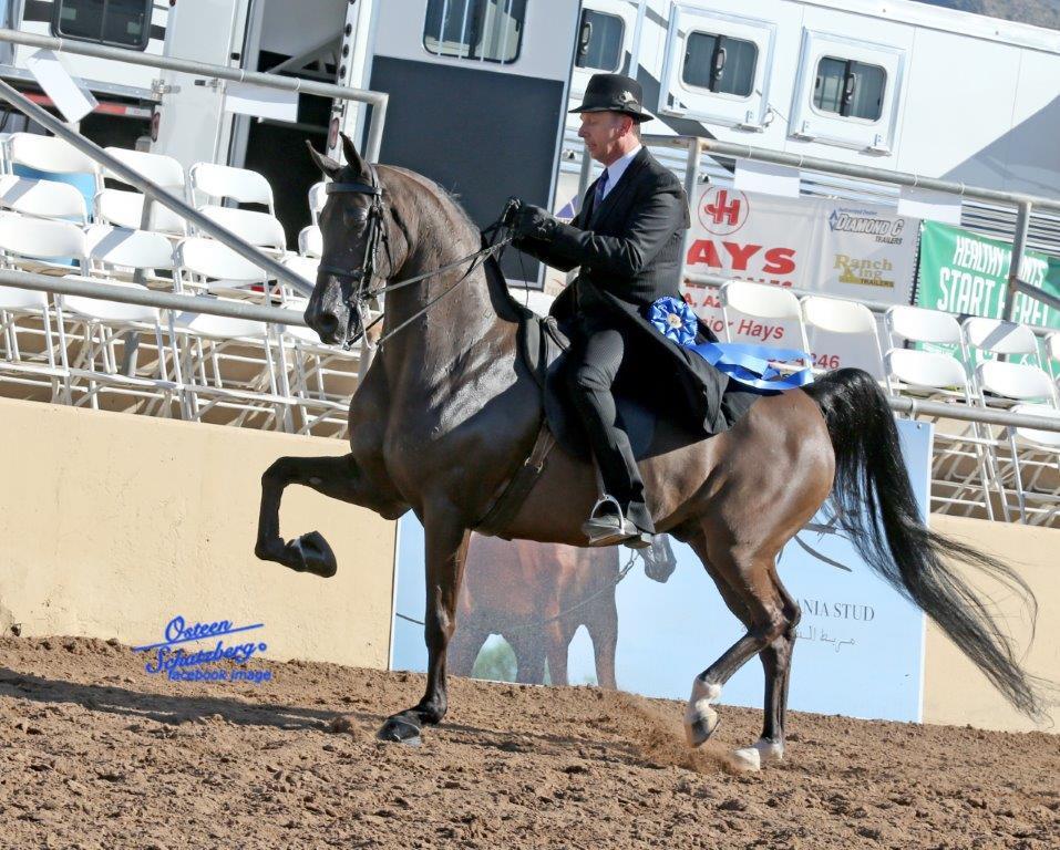 Scottsdale Arabian Horse Show News for Monday, February 15, 2016
