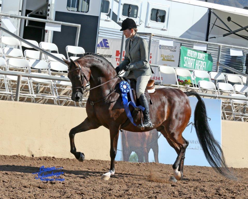 Scottsdale Arabian Horse Show News for Monday, February 15, 2016