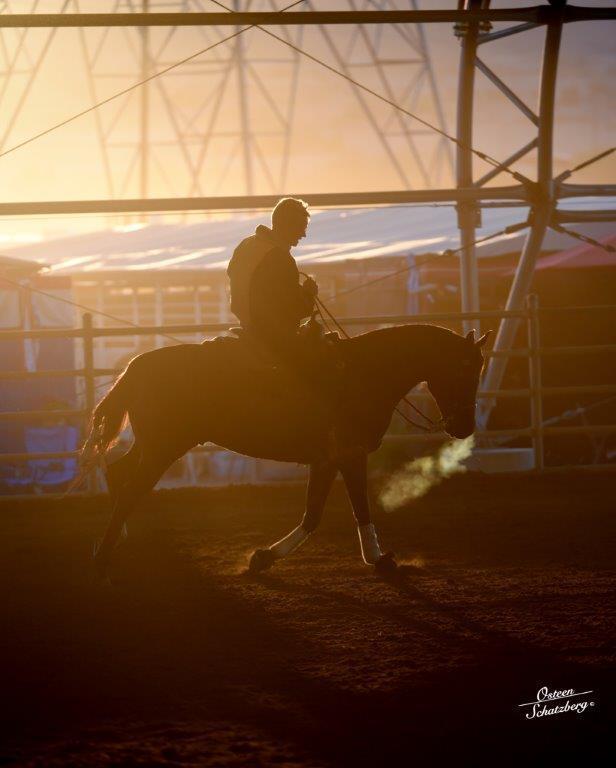 Scottsdale Arabian Horse Show News for Monday, February 15, 2016