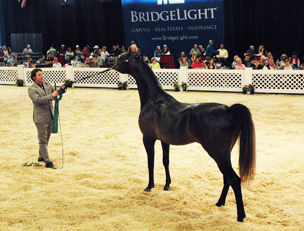 Scottsdale Arabian Horse Show News for Monday, February 15, 2016