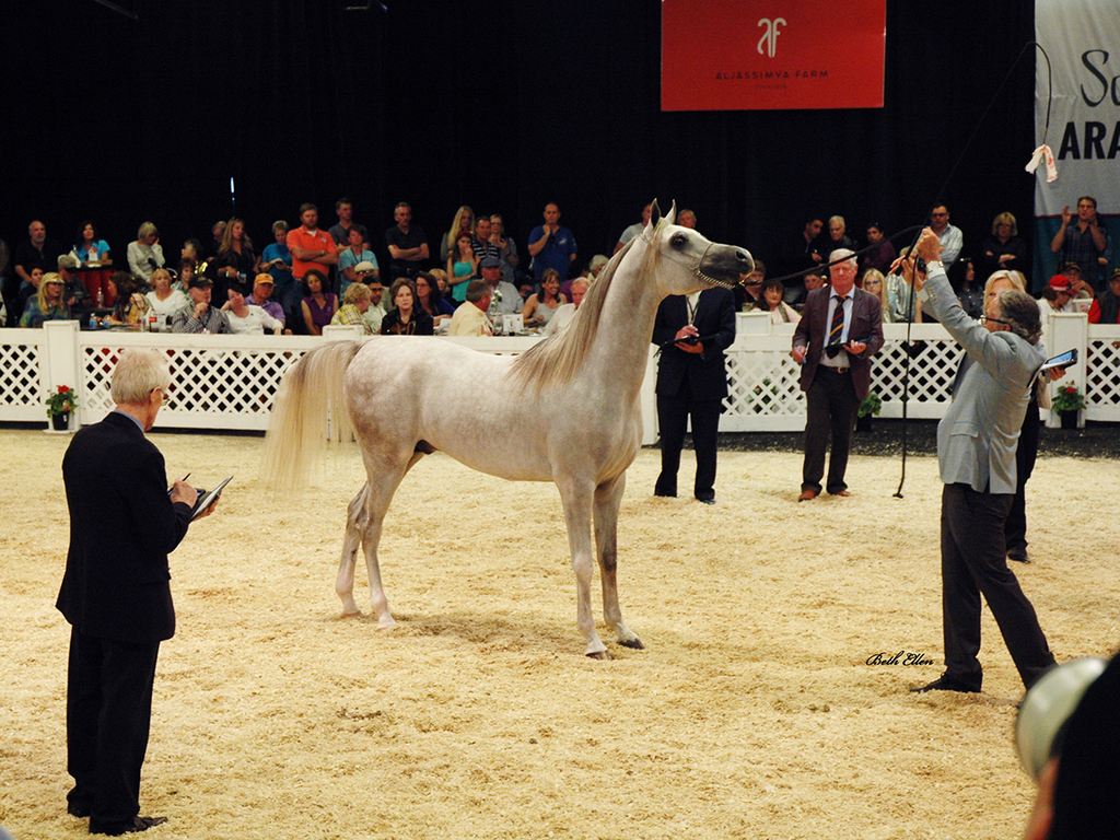 Scottsdale Arabian Horse Show News for Monday, February 15, 2016