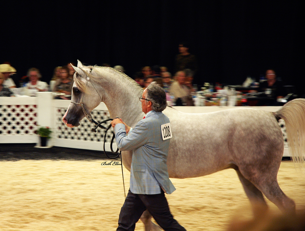 Scottsdale Arabian Horse Show News for Monday, February 15, 2016