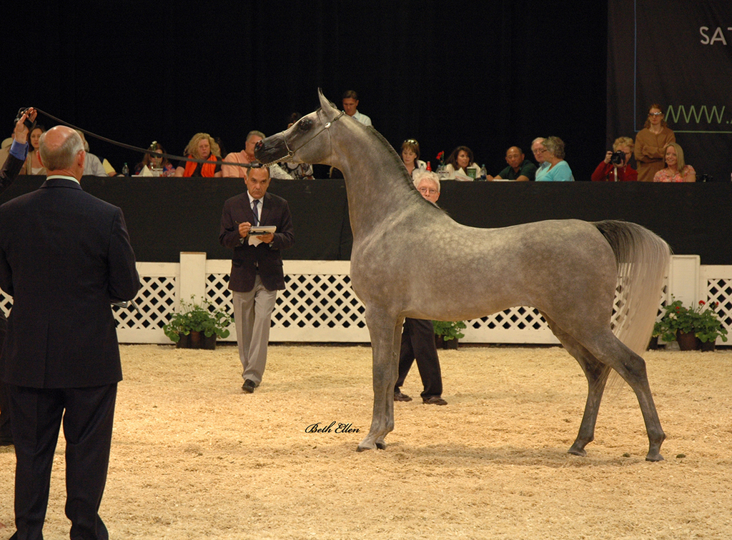 Scottsdale Arabian Horse Show News for Monday, February 15, 2016