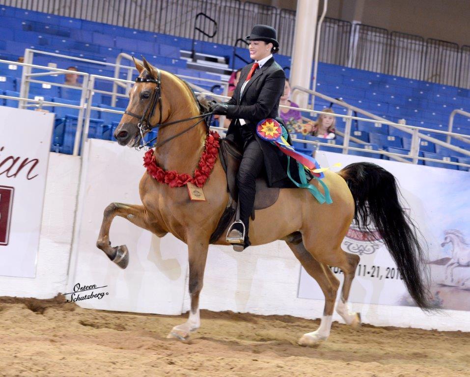 Scottsdale Arabian Horse Show News for Tuesday, February 16, 2016