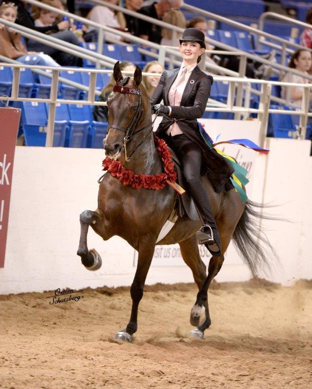 Scottsdale Arabian Horse Show News for Tuesday, February 16, 2016