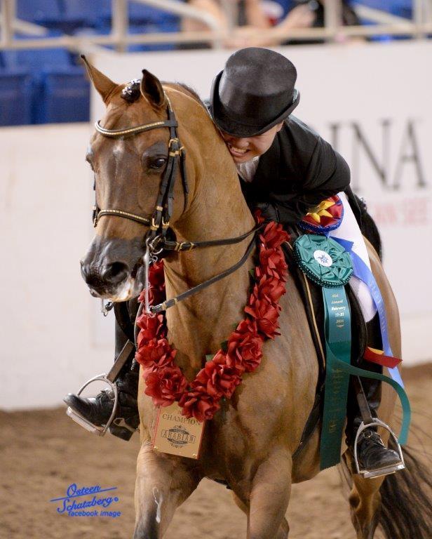 Scottsdale Arabian Horse Show News for Tuesday, February 16, 2016
